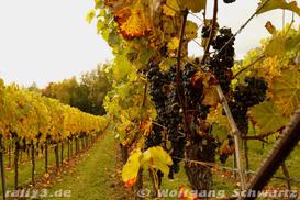 WP 1 - Bild Nr. 00100012